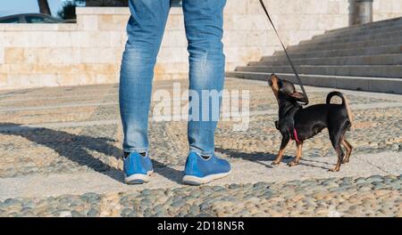small dog of the pinscher breed walking with the owner Stock Photo