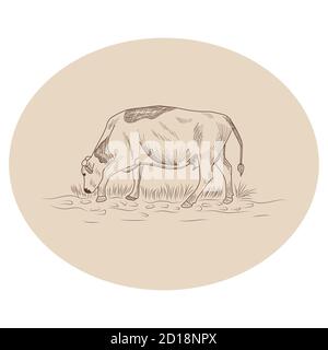 Cow, Hand drawn in a graphic style. Vintage engraving illustration for poster, web Stock Vector