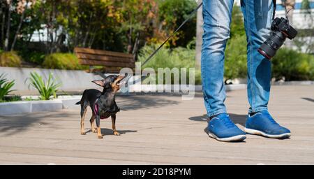 small dog of the pinscher breed walking with the owner Stock Photo