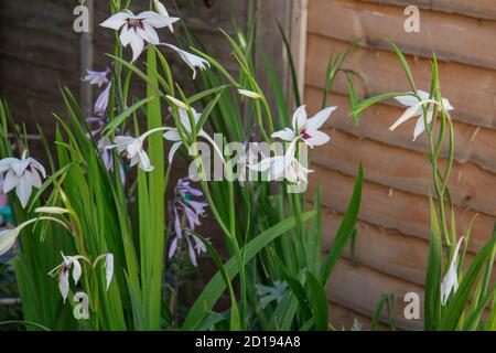 Acidanthera adding height and vibrant colours to the garden borders Stock Photo