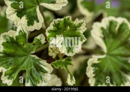 Textures and patterns in nature as illustration of structured chaos, colours and patterns Stock Photo