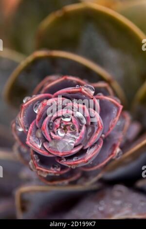 Textures and patterns in nature as illustration of structured chaos, colours and patterns Stock Photo