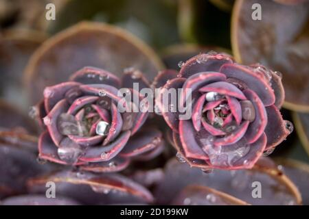 Textures and patterns in nature as illustration of structured chaos, colours and patterns Stock Photo