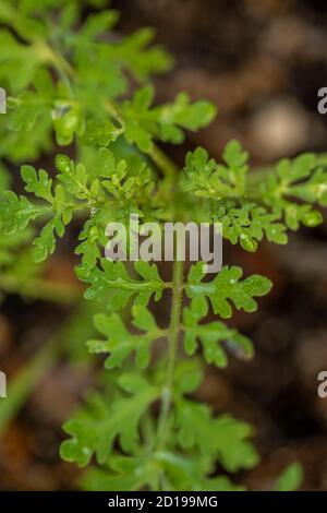 Textures and patterns in nature as illustration of structured chaos, colours and patterns Stock Photo