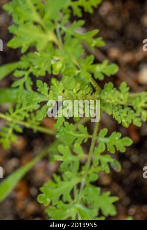 Textures and patterns in nature as illustration of structured chaos, colours and patterns Stock Photo