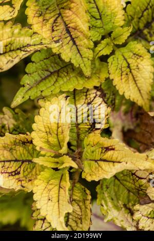 Textures and patterns in nature as illustration of structured chaos, colours and patterns Stock Photo