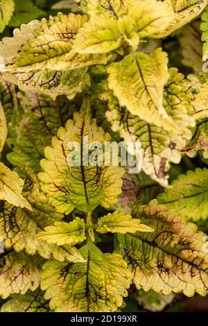 Textures and patterns in nature as illustration of structured chaos, colours and patterns Stock Photo