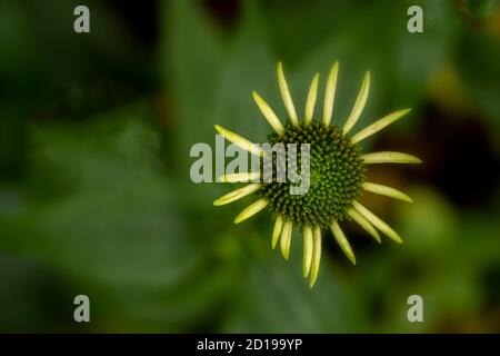 Textures and patterns in nature as illustration of structured chaos, colours and patterns Stock Photo