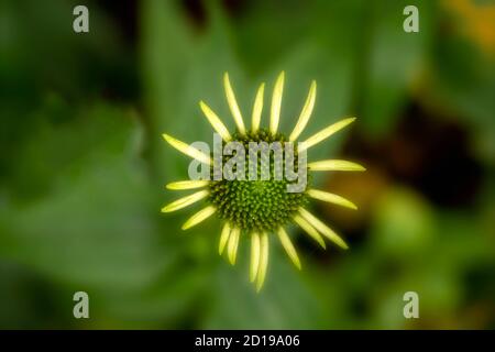 Textures and patterns in nature as illustration of structured chaos, colours and patterns Stock Photo