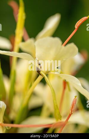 Textures and patterns in nature as illustration of structured chaos, colours and patterns Stock Photo