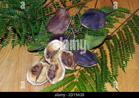 Fruits of blue jacaranda (jacaranda mimosifolia) Stock Photo