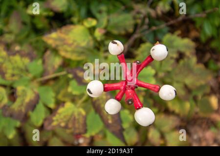 Textures and patterns in nature as illustration of structured chaos, colours and patterns Stock Photo