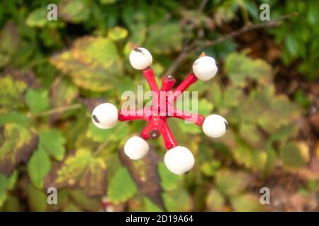 Textures and patterns in nature as illustration of structured chaos, colours and patterns Stock Photo