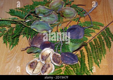 Fruits of blue jacaranda (jacaranda mimosifolia) Stock Photo