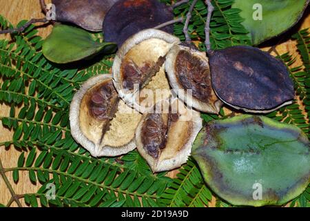 Fruits of blue jacaranda (jacaranda mimosifolia) Stock Photo