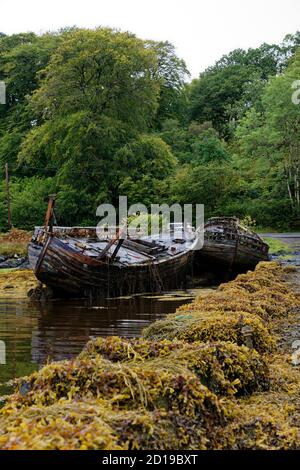Old abandoned and decaying  wooden fishing boats at Salen on the Isle of Mull in the Inner Hebrides in Western Scotland