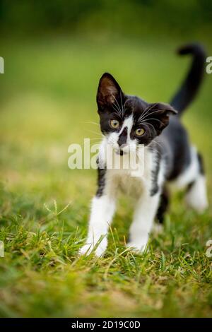 Close-up portrait of black and white male kitten in the yard, looking at the camera, domestic animal, pet photography of cat playing outside, shallow selective focus, blurred green grass background Stock Photo