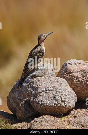 Andean Flicker (Colaptes rupicola) adult female perched on rock  Jujuy, Argentina                January Stock Photo