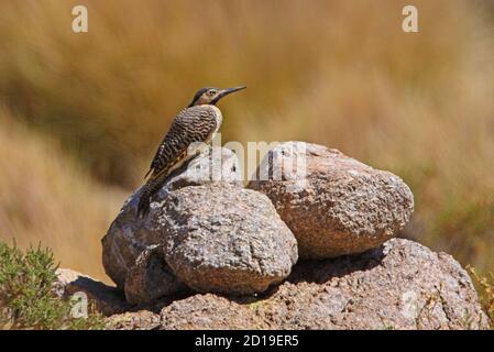 Andean Flicker (Colaptes rupicola) adult female perched on rocky outcrop  Jujuy, Argentina                January Stock Photo