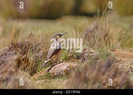 Andean Flicker (Colaptes rupicola) adult female on ground  Jujuy, Argentina                January Stock Photo