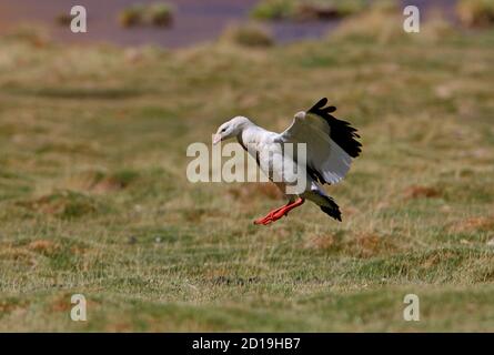 Andean Goose (Chloephaga melanoptera) female landing on upland pasture  Salta, Argentina            January Stock Photo