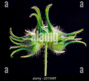 Seed pods of ivy-leaved morning glory (Ipomoes hederacea) backlit by sun Stock Photo