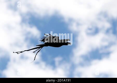 Lazio's eagle mascot Olimpia flies before the Italian championship Serie A football match between SS Lazio and FC Internazionale on October 4, 2020 at Stock Photo