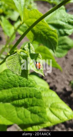 Close-up of ladybug on green leaves in vegetable garden, selective focus, mobile photo Stock Photo