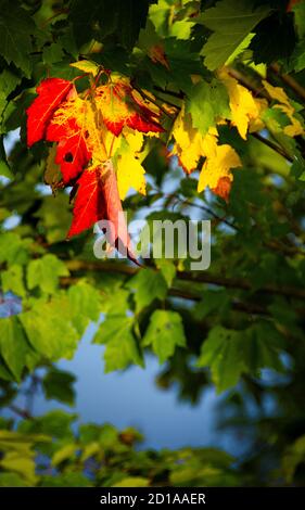 Red and Green Trees begin to break down the green chlorophyll in their leaves and redistribute the nutrients contained there to their trunk and roots Stock Photo