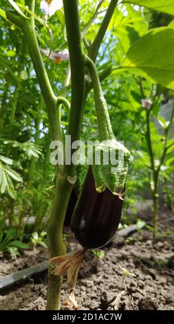 Fresh organic eggplant, purple eggplant grows in greenhouse, farm concept, selective focus Stock Photo