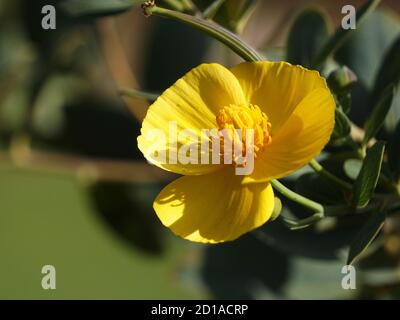 Close up of a California Bush Poppy Flower. Stock Photo