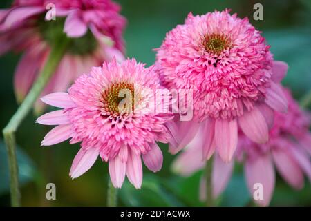 Purpurea Echinacea pink double delight with a green blurred background Stock Photo