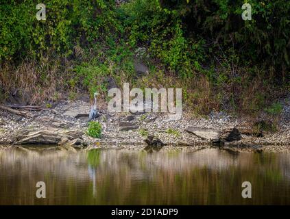 A great Blue Heron stands on waters edge blending into the natural surroundings. Stock Photo