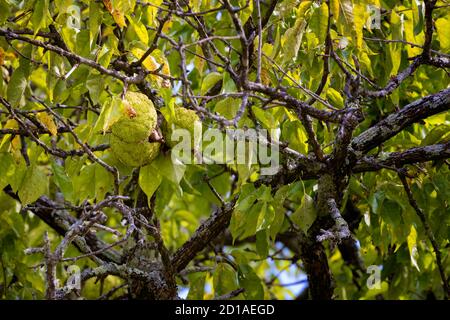 Close up of a non editable fruit in a Osage orange tree. Stock Photo