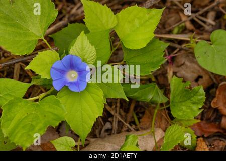 Close up of a wildflower, a blooming morning glory Stock Photo