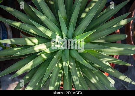 Top down shot of a spiked leaves plant Stock Photo