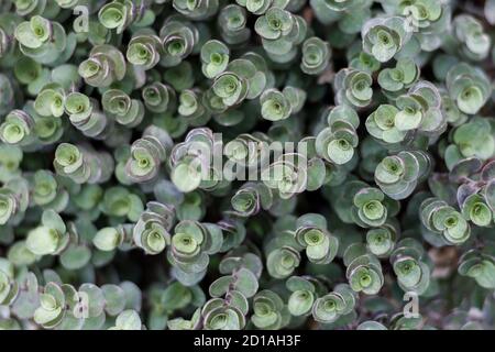 Top down shot of dense stone crop plant with shallow depth of field Stock Photo