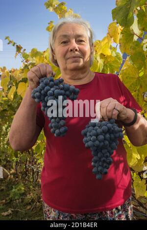 An elderly woman gardener  holds  two clusters of grapes in her hands. Close-up photo Stock Photo