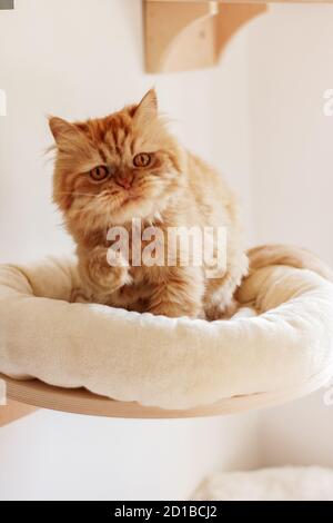 Brown persian cat sitting in different places and playing