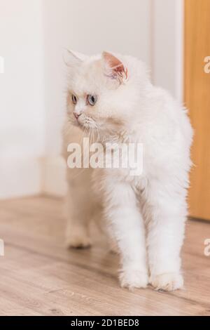 Brown persian cat sitting in different places and playing Stock Photo