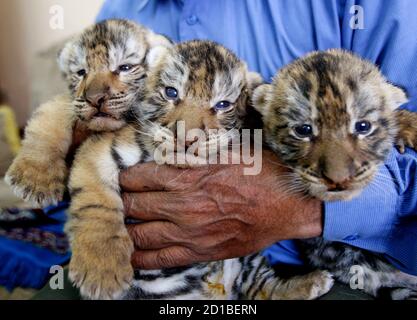 A zoo keeper holds up Bengal tiger cubs at Universal Animal Zoo near Amman  May 13, 2009. The cubs were born two weeks ago to father Nahar and mother  Shorook. REUTERS/Ali Jarekji (