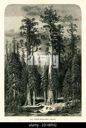 19th-century engraving of Mariposa Grove, located in Yosemite National Park, U.S. state of California. Illustration published in Picturesque America o Stock Photo