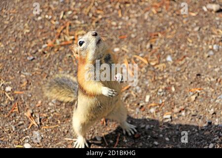Chipmunk is chasing the food by Minnewanka lake in Banff National Park, AB. Rocky mountains fauna, Canada. Stock Photo