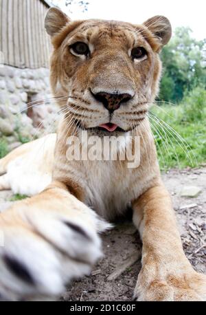 Female liger hi-res stock photography and images - Alamy