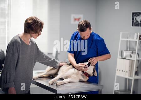 The dogs owner comforts her pet, while the vet is checking its teeth. Stock Photo