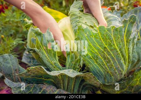 Women's hands hold fresh green cabbage in the garden. Close-up, top view. Harvest in autumn Stock Photo