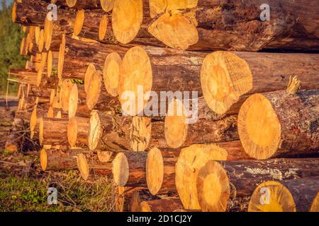 Felled tree logs lie in a pile sideways on the road in the woods on a Sunny day. Selective focus Stock Photo
