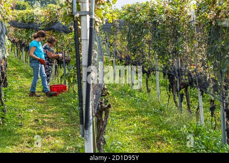 Grape harvest in Ticino, Circolo di Balerna, Switzerland Stock Photo