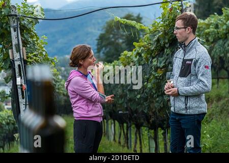 The vines of Tenuta San Giorgio. Expert talk in the vineyard.  At the end of September the harvest is already complete and the cellar work is in full swing, Circolo d'Agno, Switzerland Stock Photo