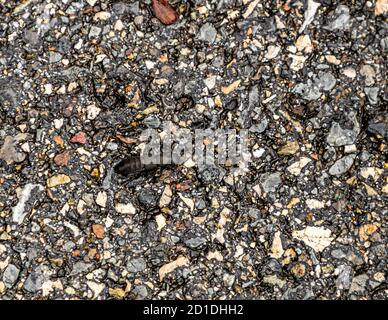 Black Beetle in Breggia, Switzerland Stock Photo